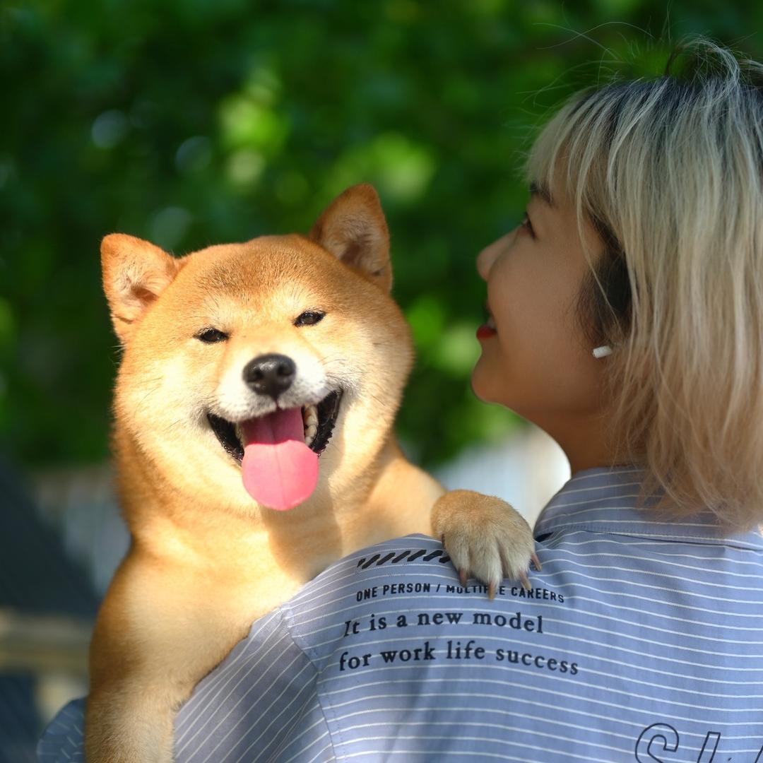 小迈的柴犬大队～小玥姨