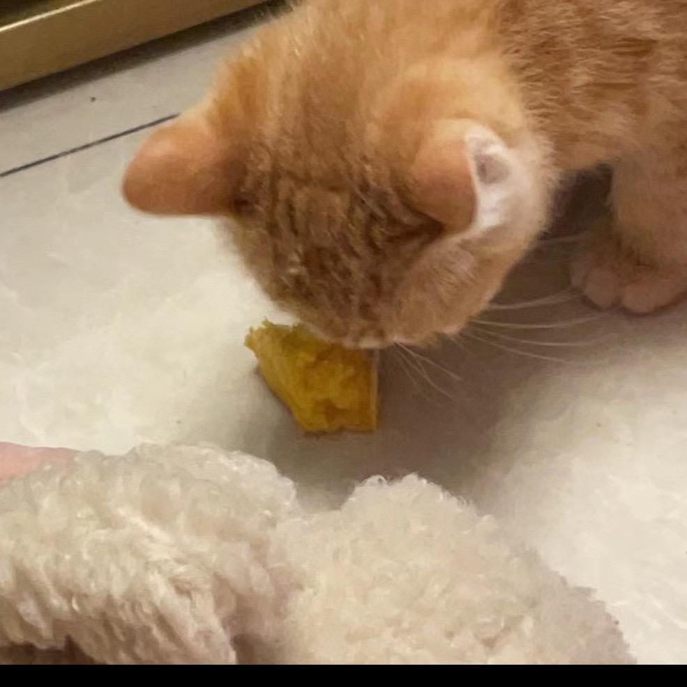 草莓奶冻