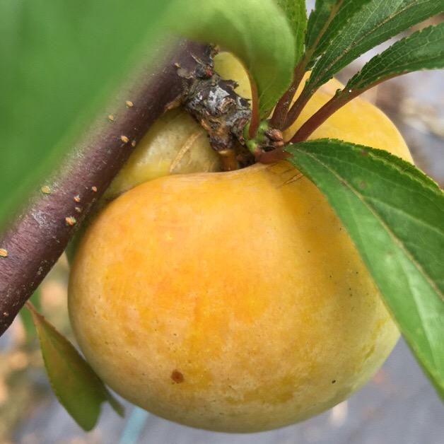 优质有机果蔬生产队zsy-631