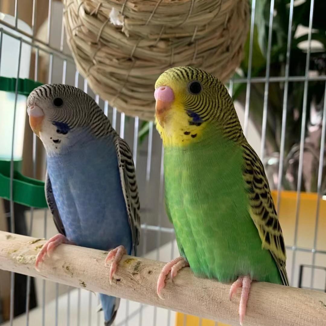 六哥和七姐🦜