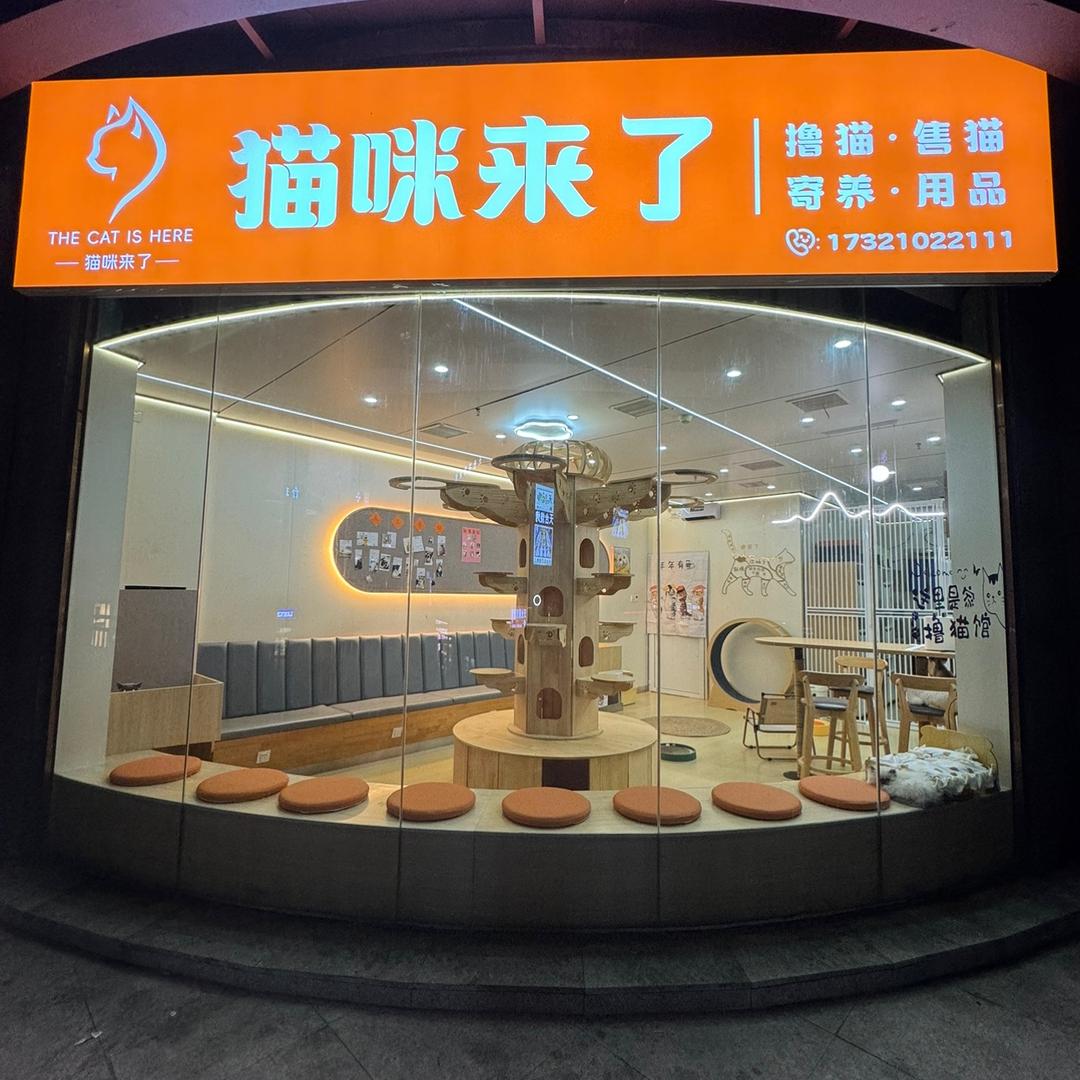 猫咪来了🐱