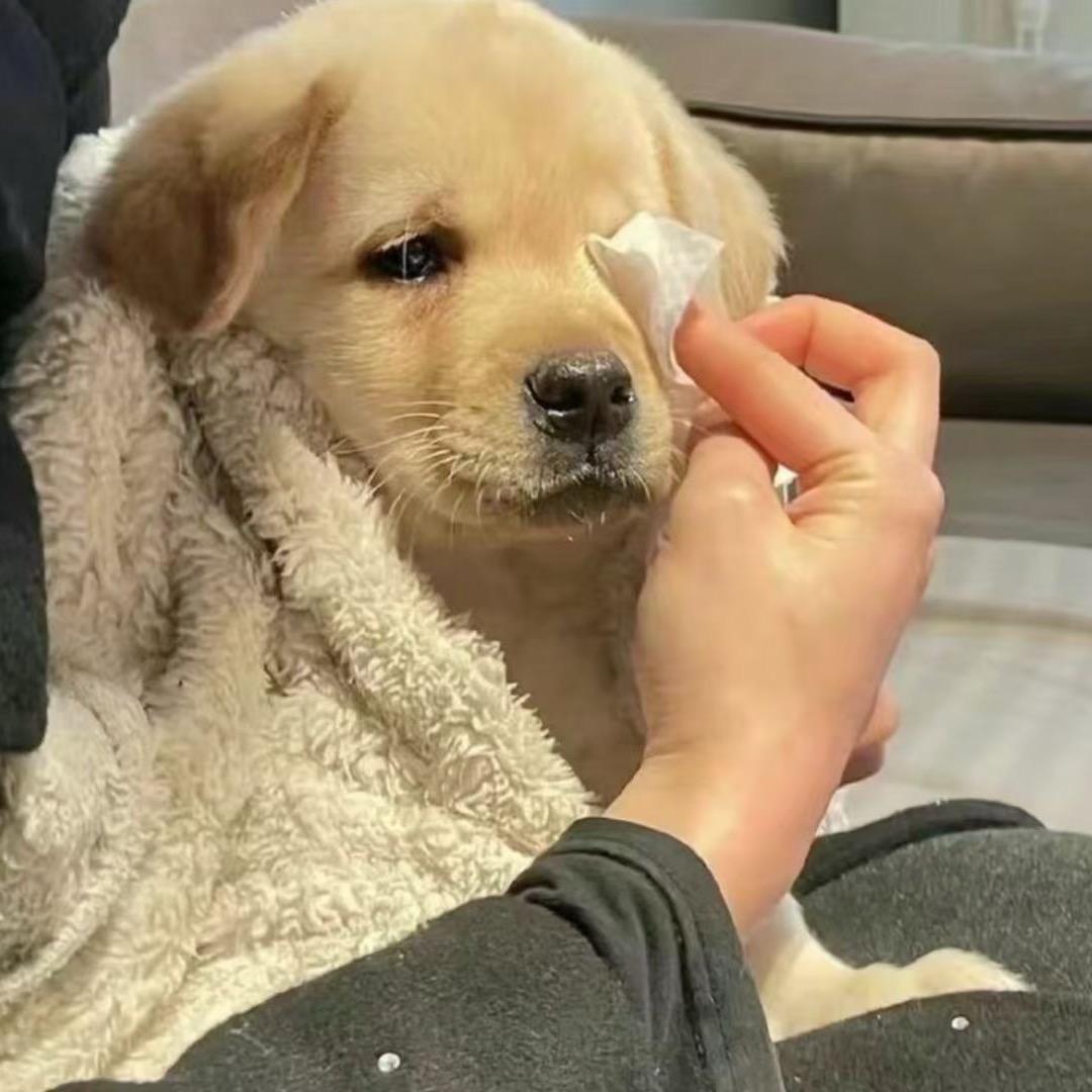 霸王丝儿