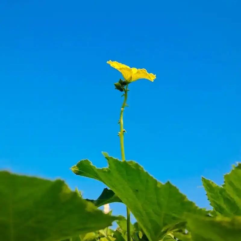 站西一枝花