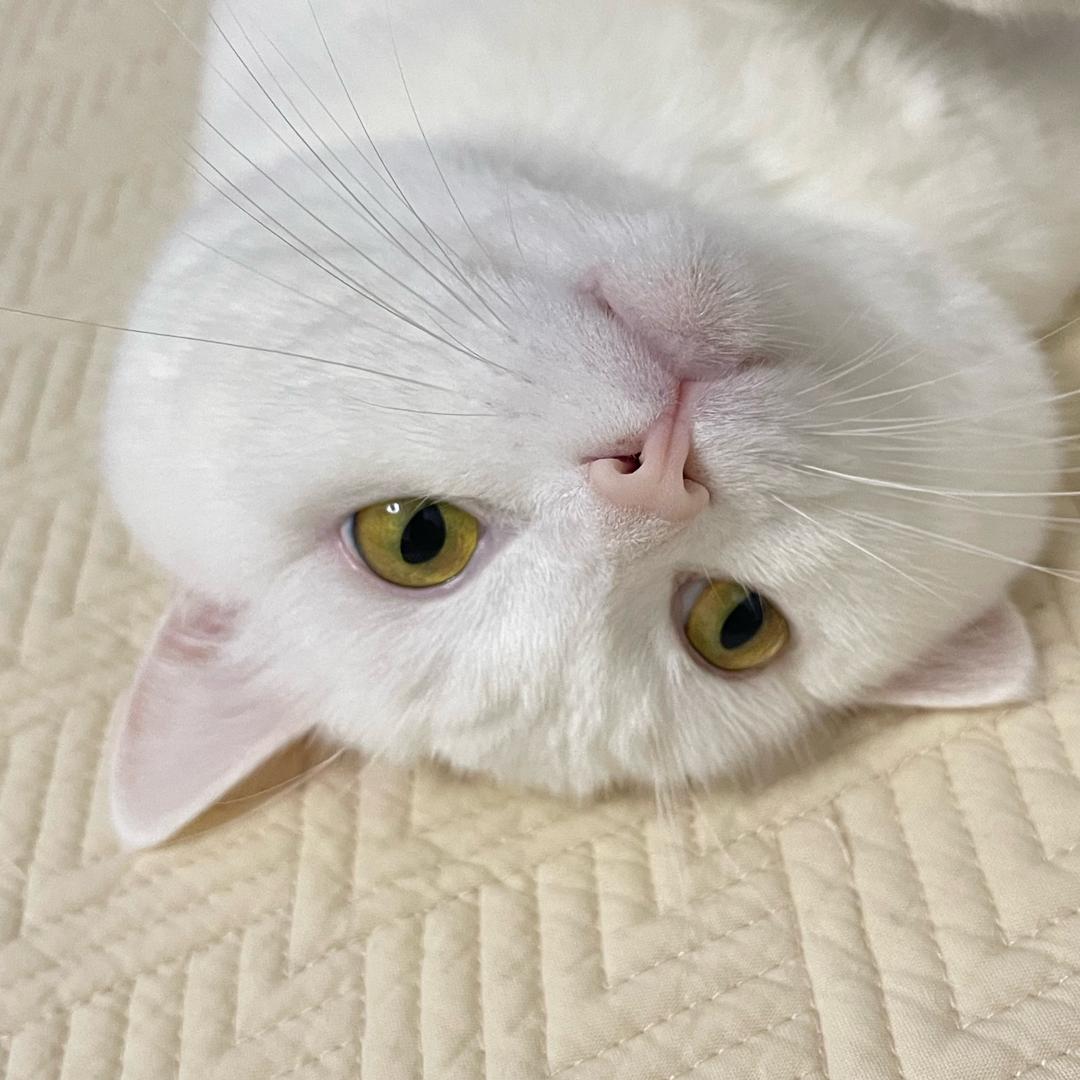 煤球咪