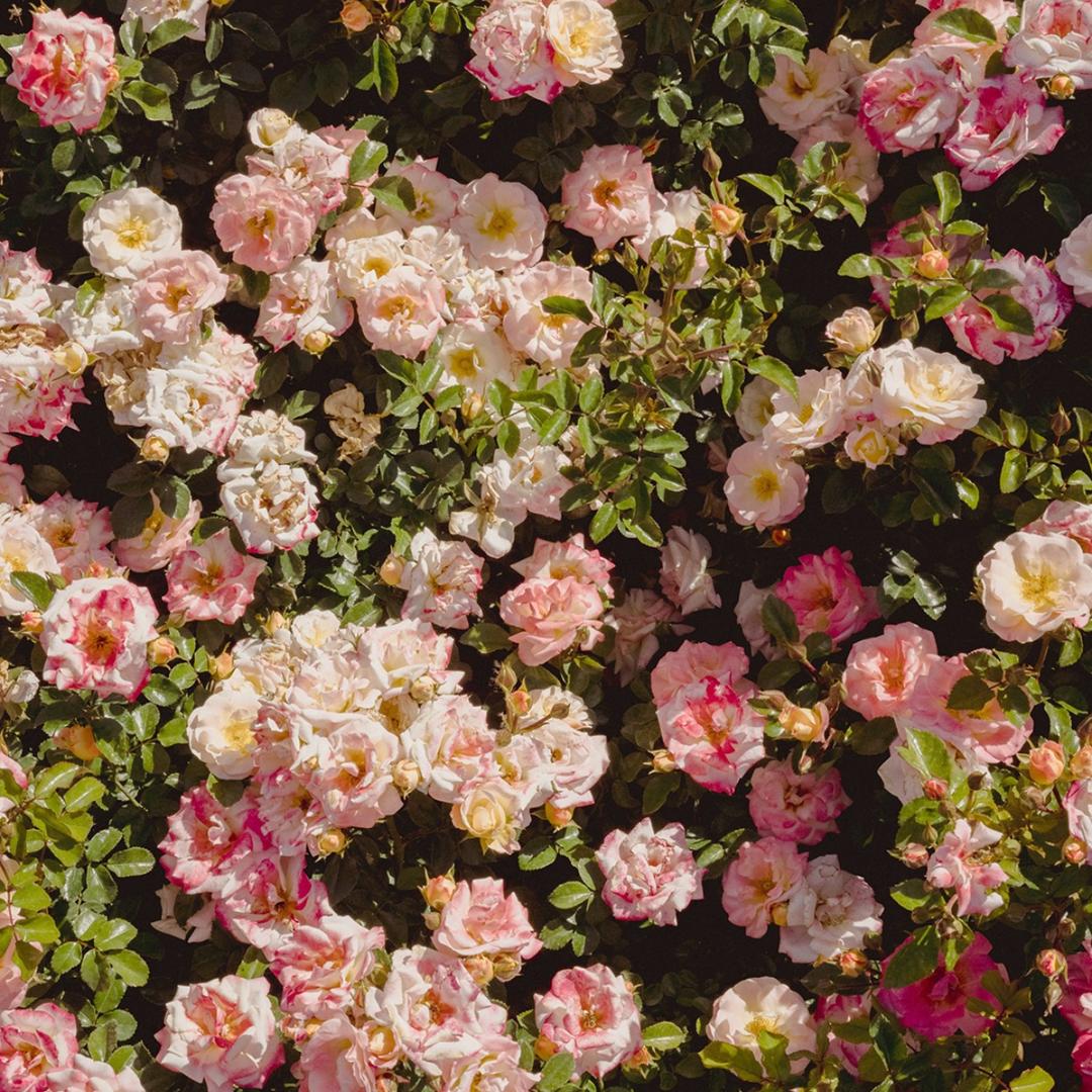 朱颜离镜花离树