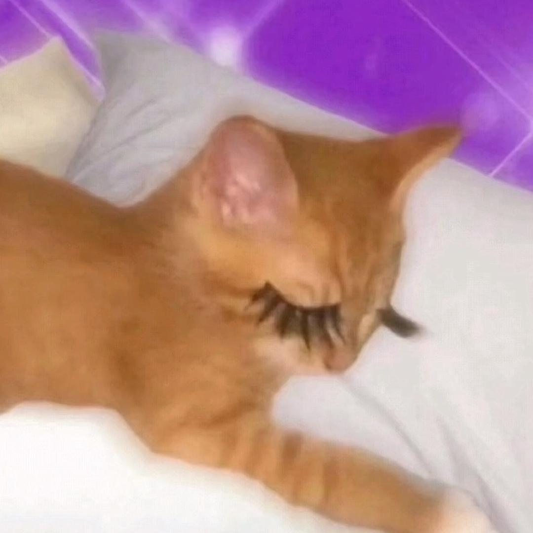 晚上还回来吃吗