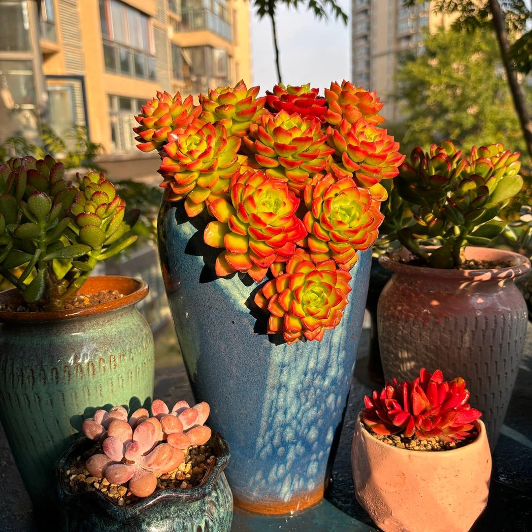 开心花盆