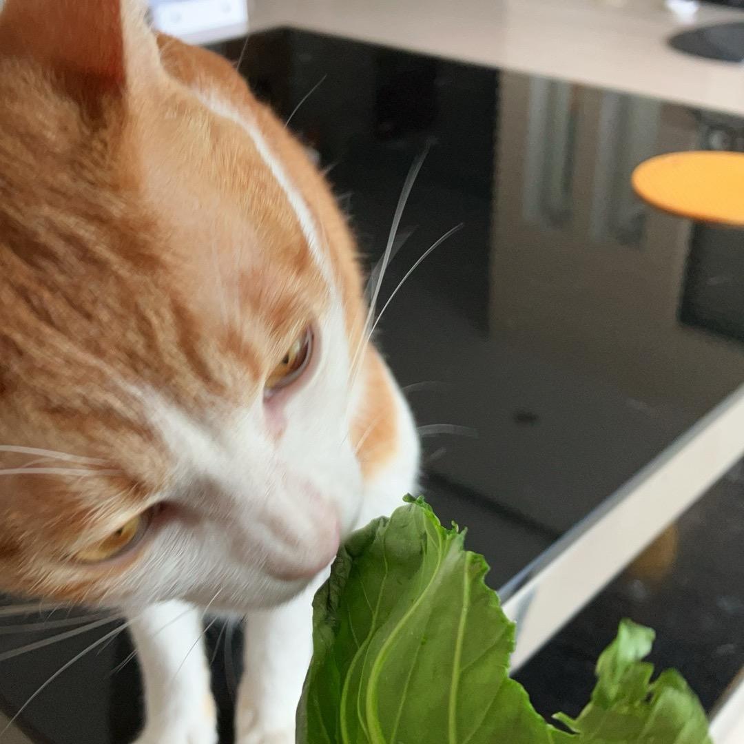柳叮是只猫