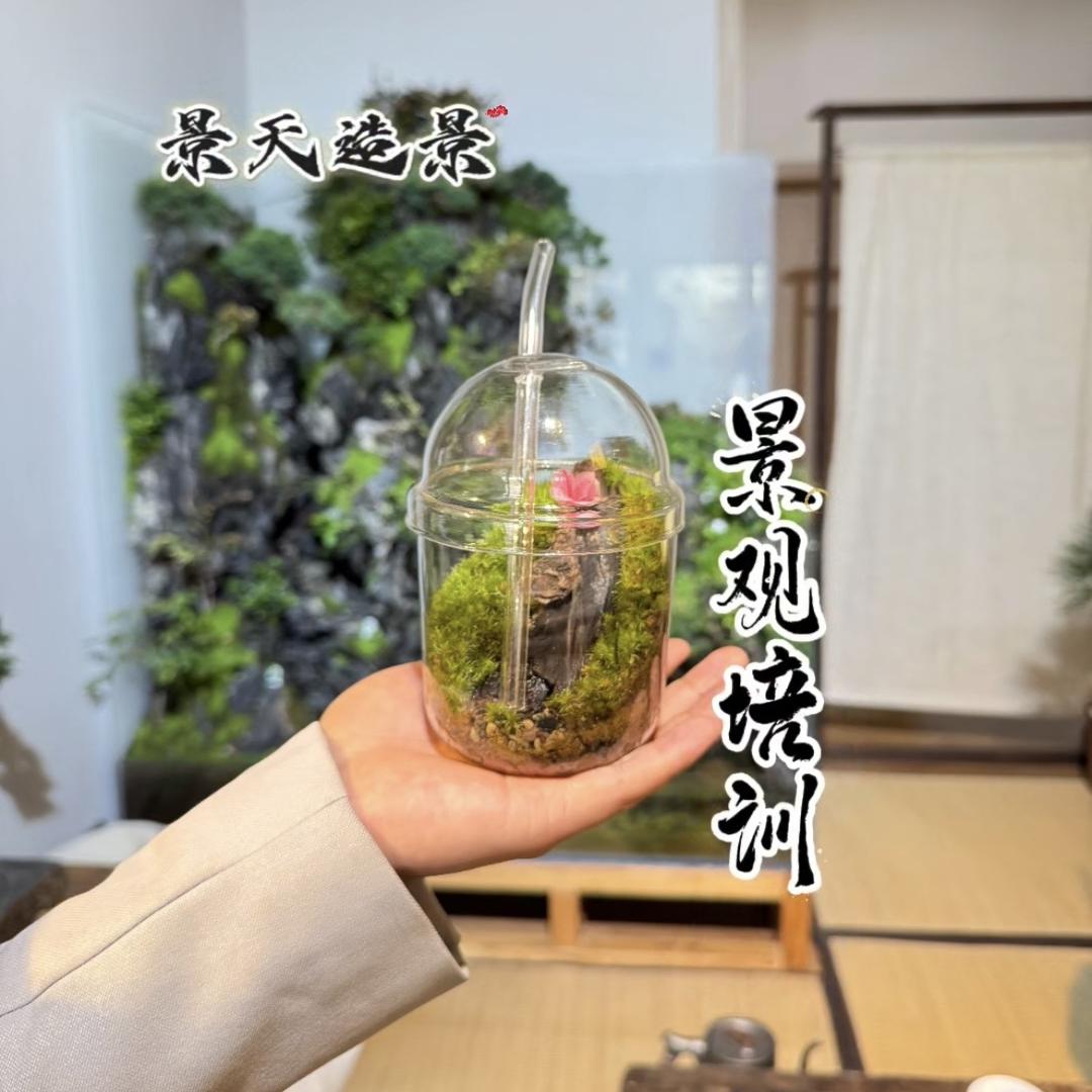 景天造景