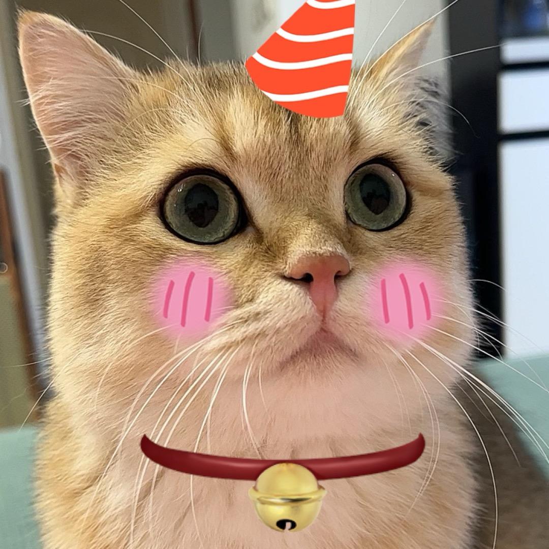招财猫小汤圆