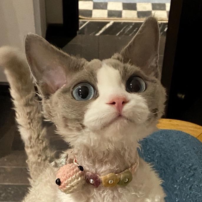 可多多德文卷毛猫