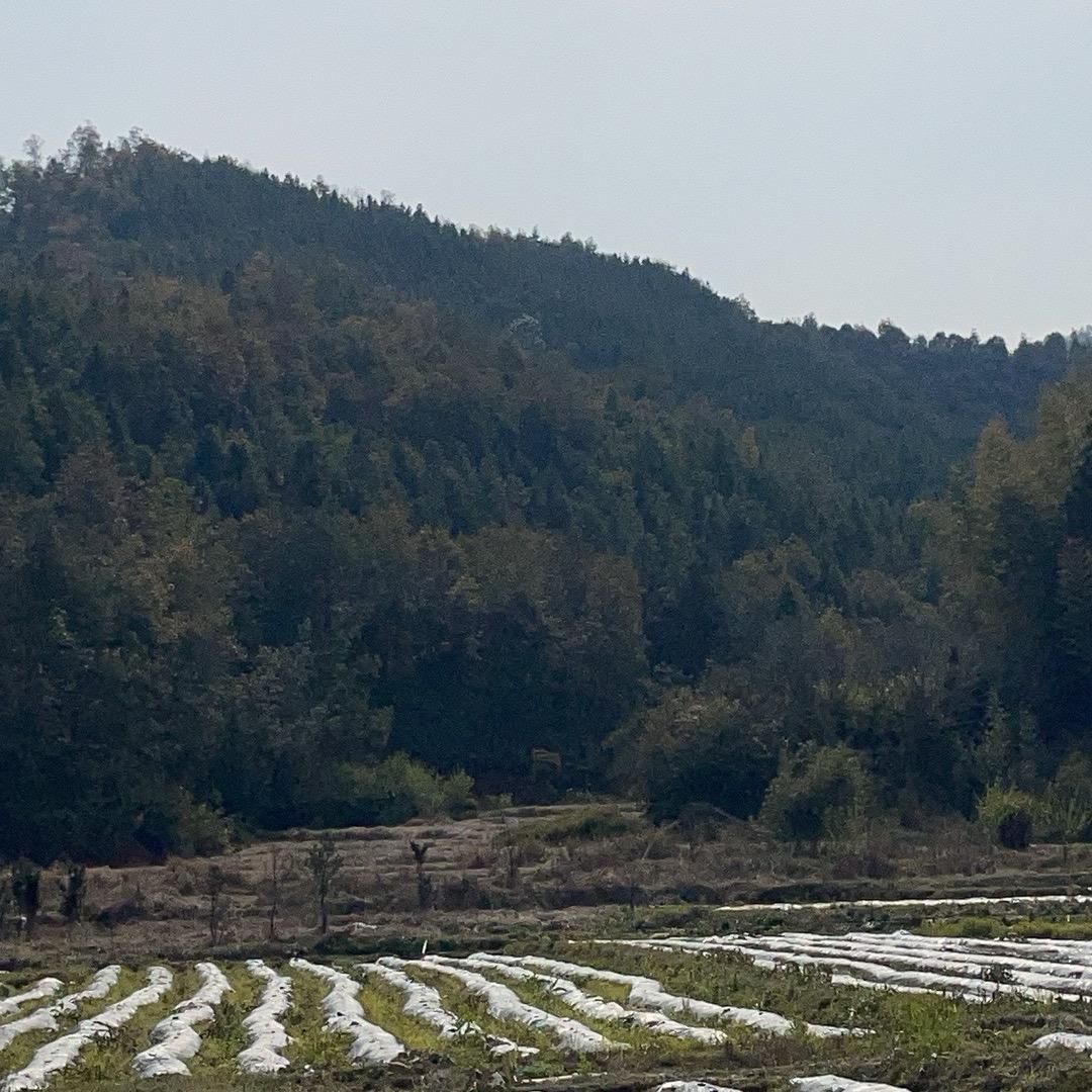 田园乡村