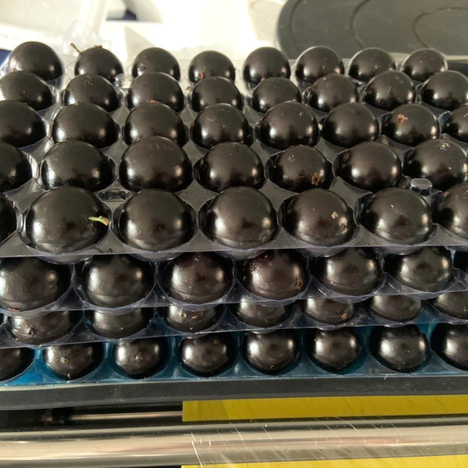 梵丰果蔬《嘉宝果&树葡萄鲜果供应》