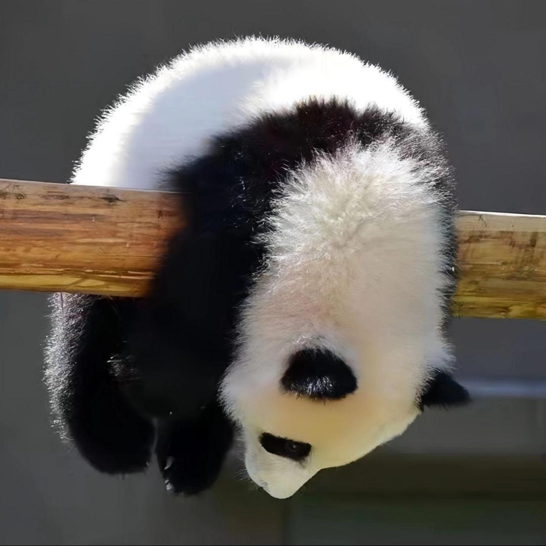 夜叉戮