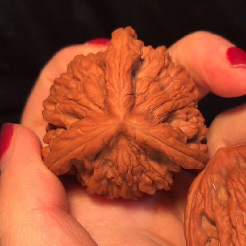 涞水县秋沐文玩核桃