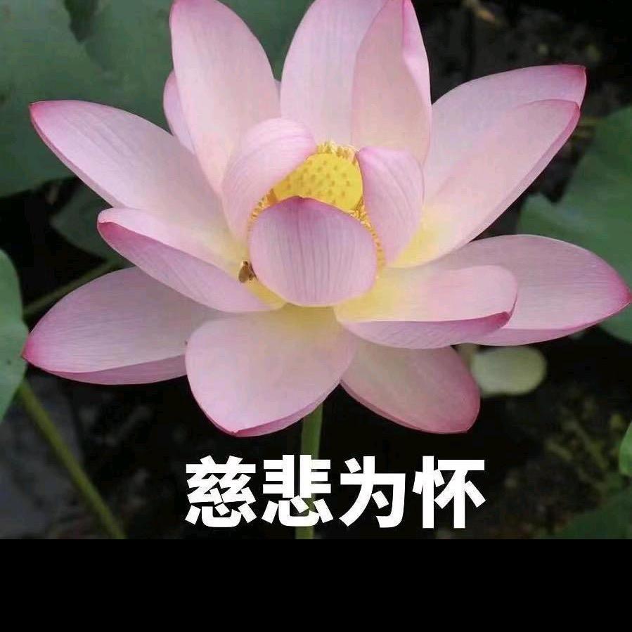 慈悲为怀