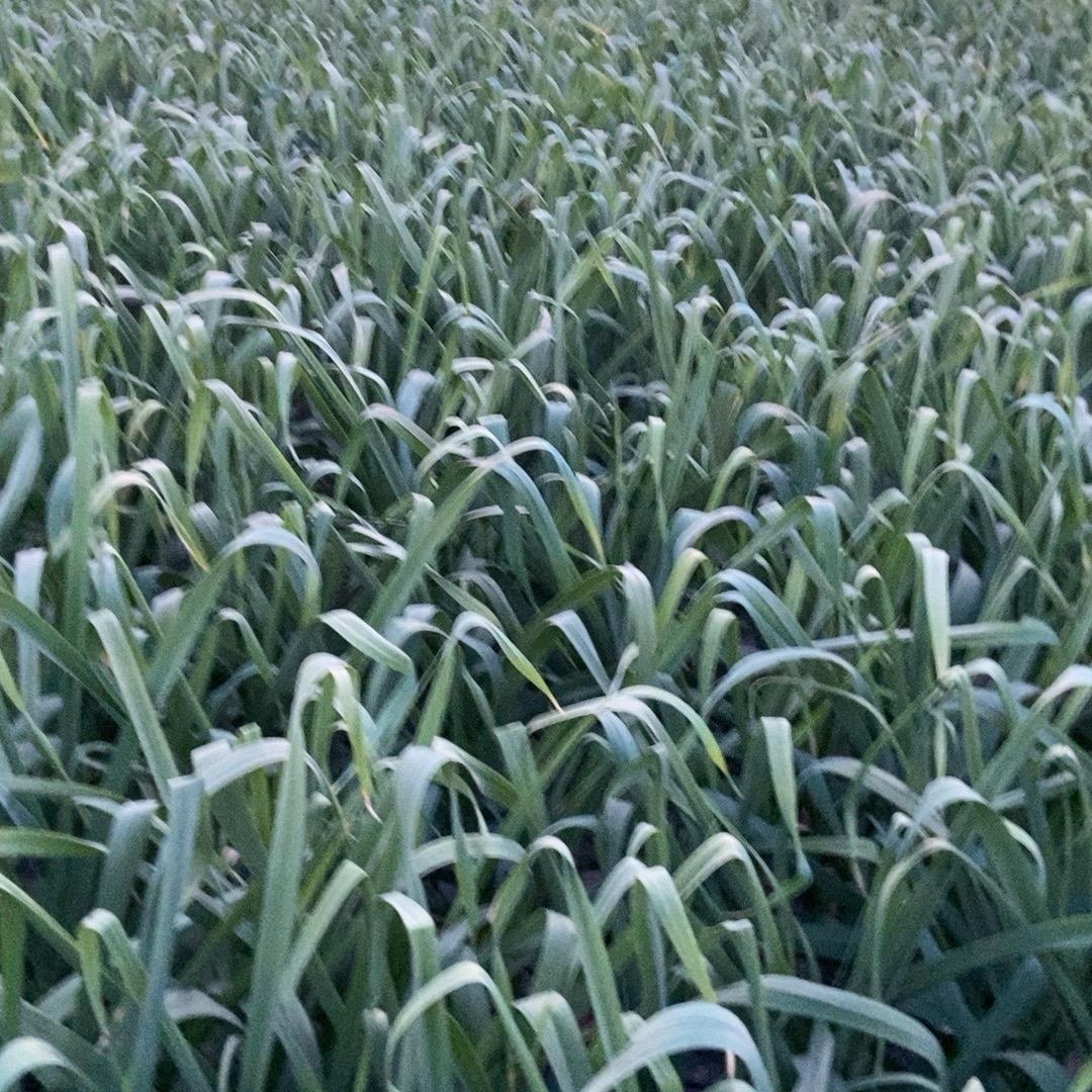 志坚大蒜种植合作社