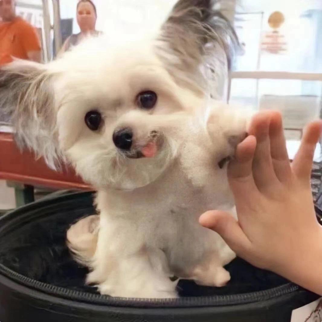 杨乐多
