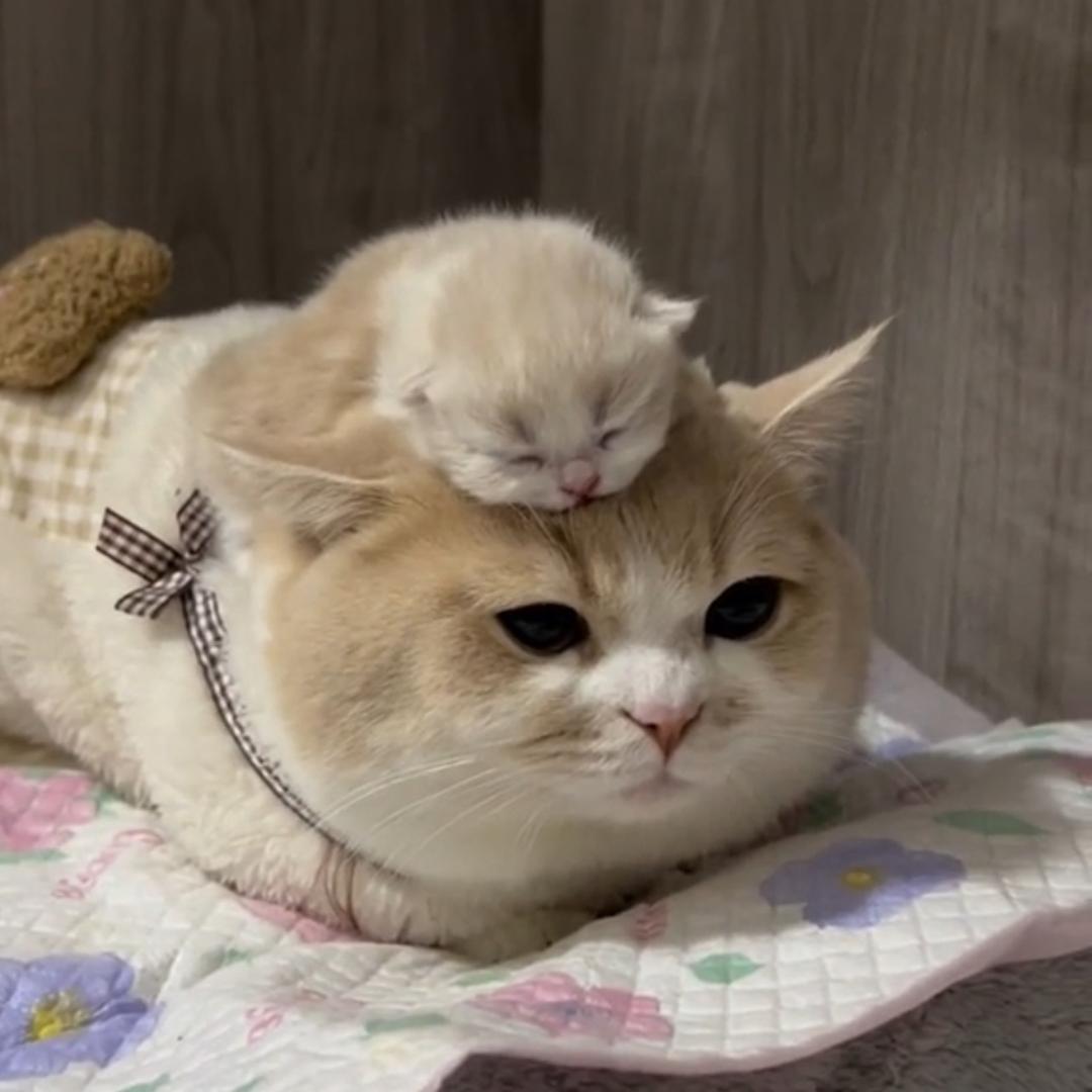 抱抱不让抱