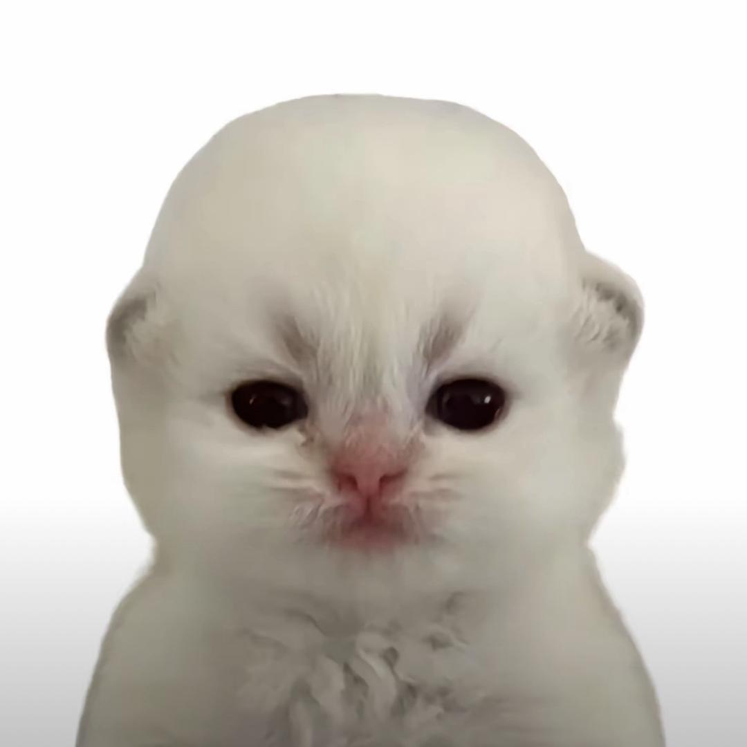 善良的农村人（无孩爱猫女）