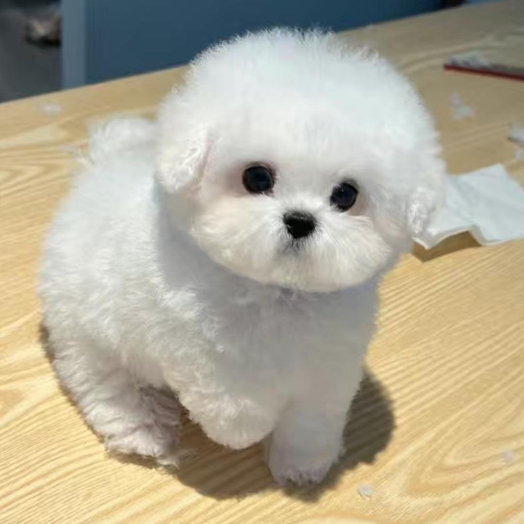 好响出去丸