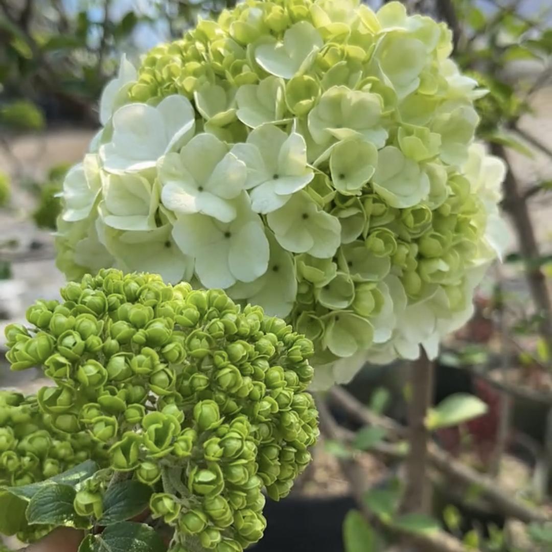 多彩小花园