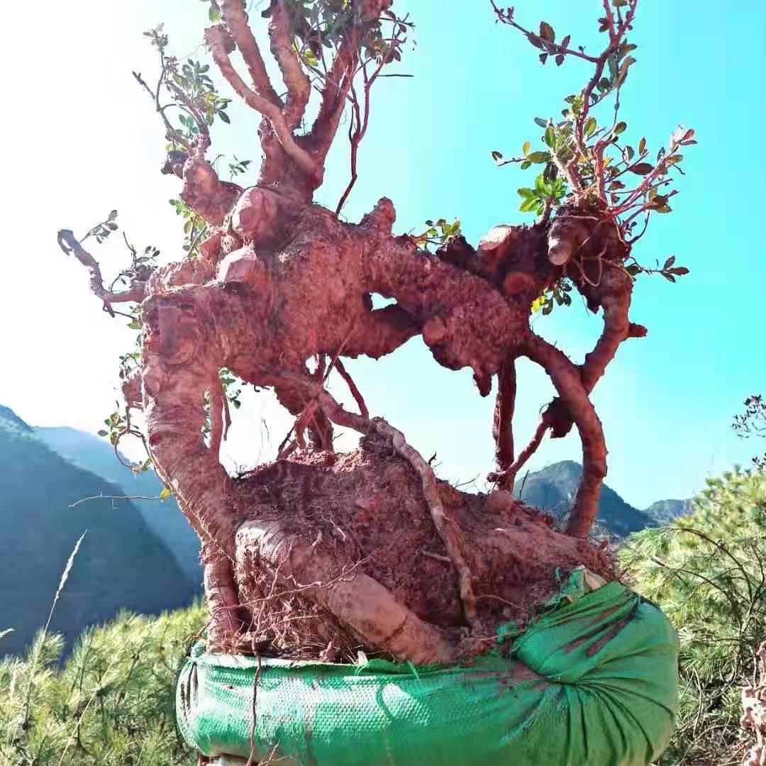 深山绿植馆三黄栌