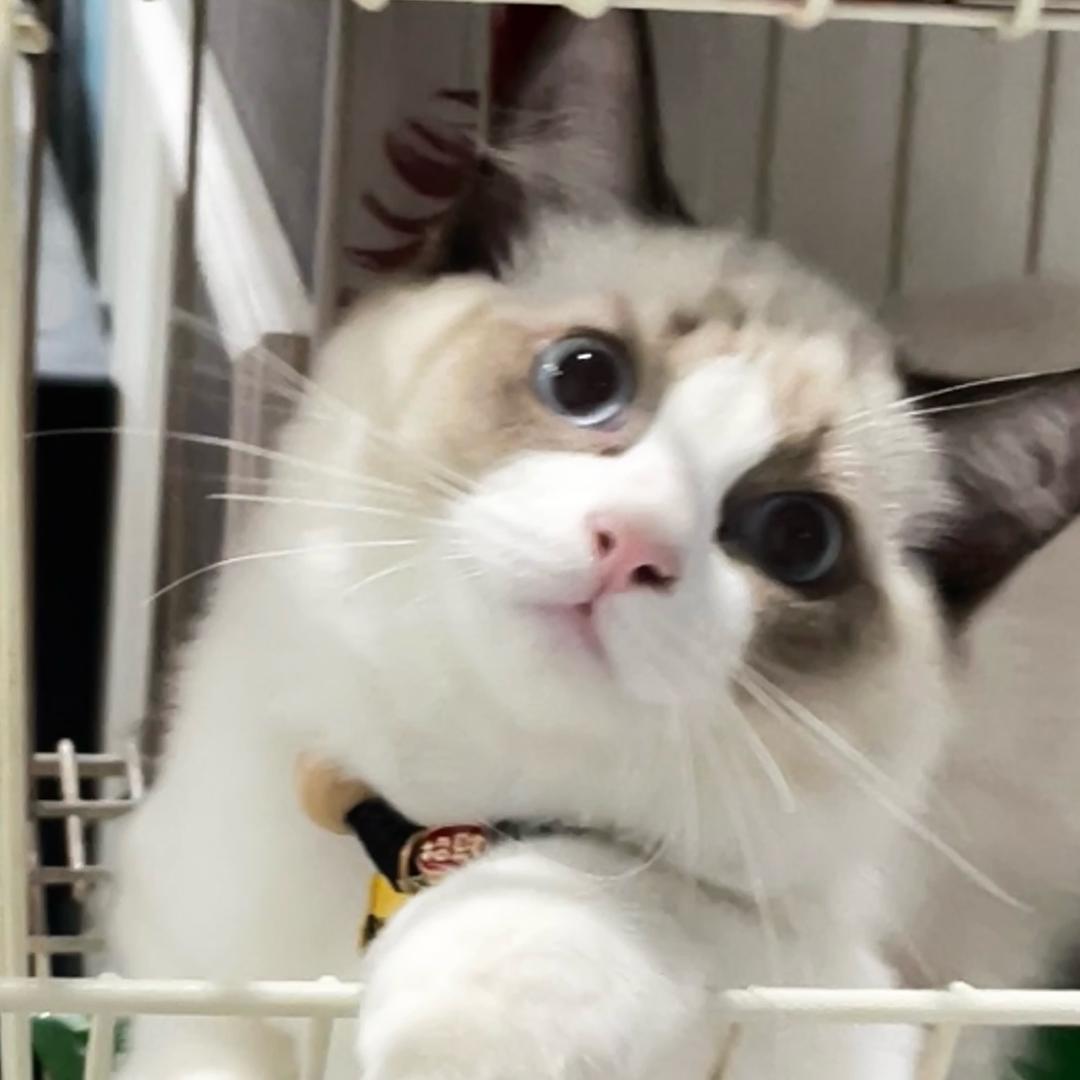 瑞奇是只猫🐱