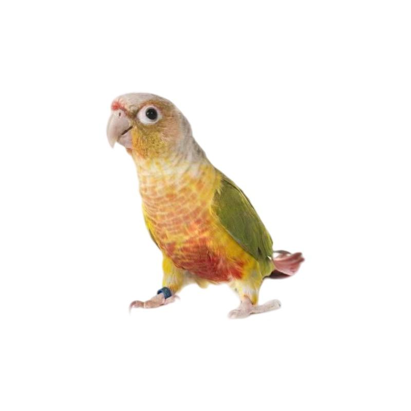 鸟语鹦鹉