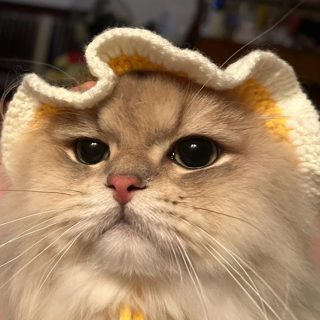 粘粘的糖糖