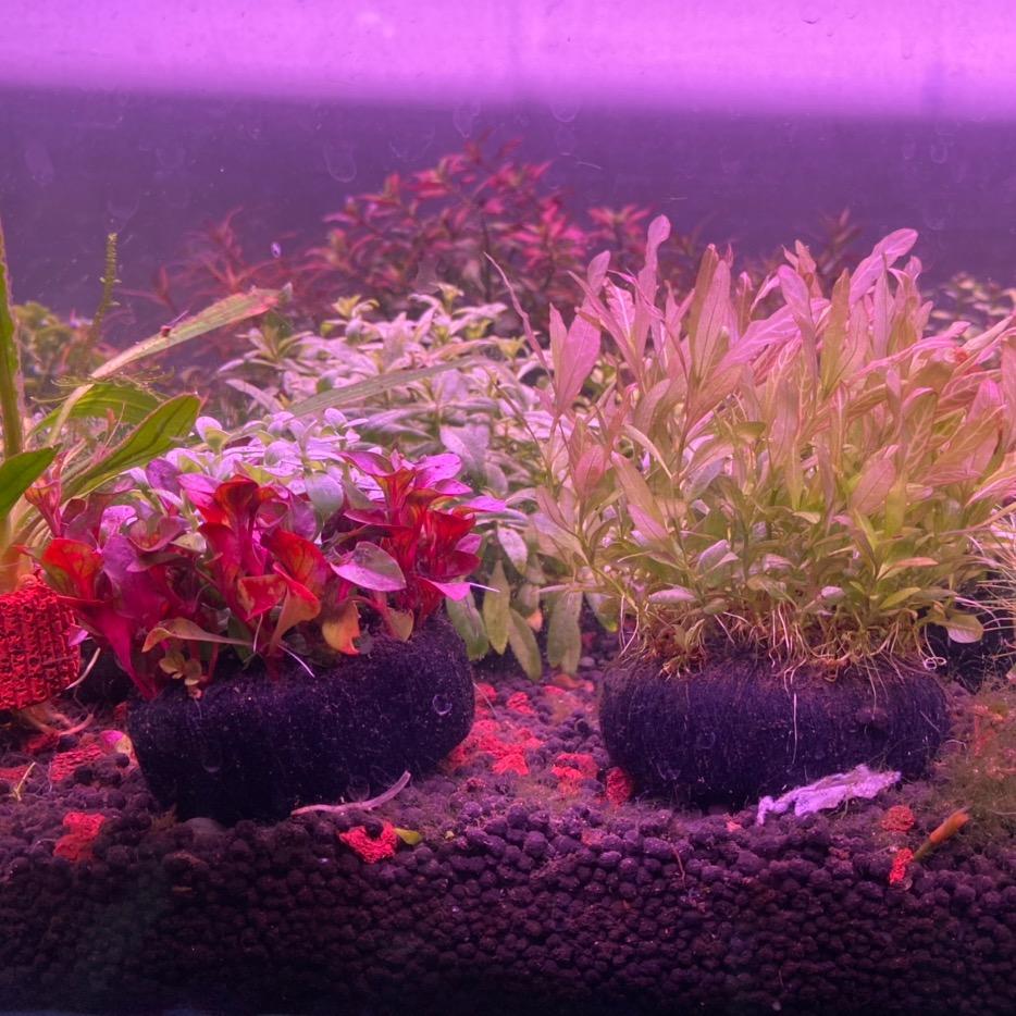 日照市陆寻水草