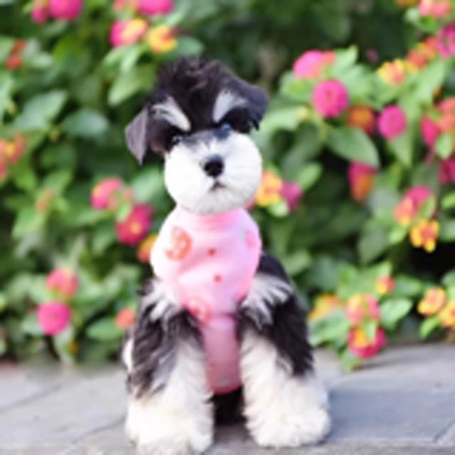北京色彩汇雪纳瑞犬