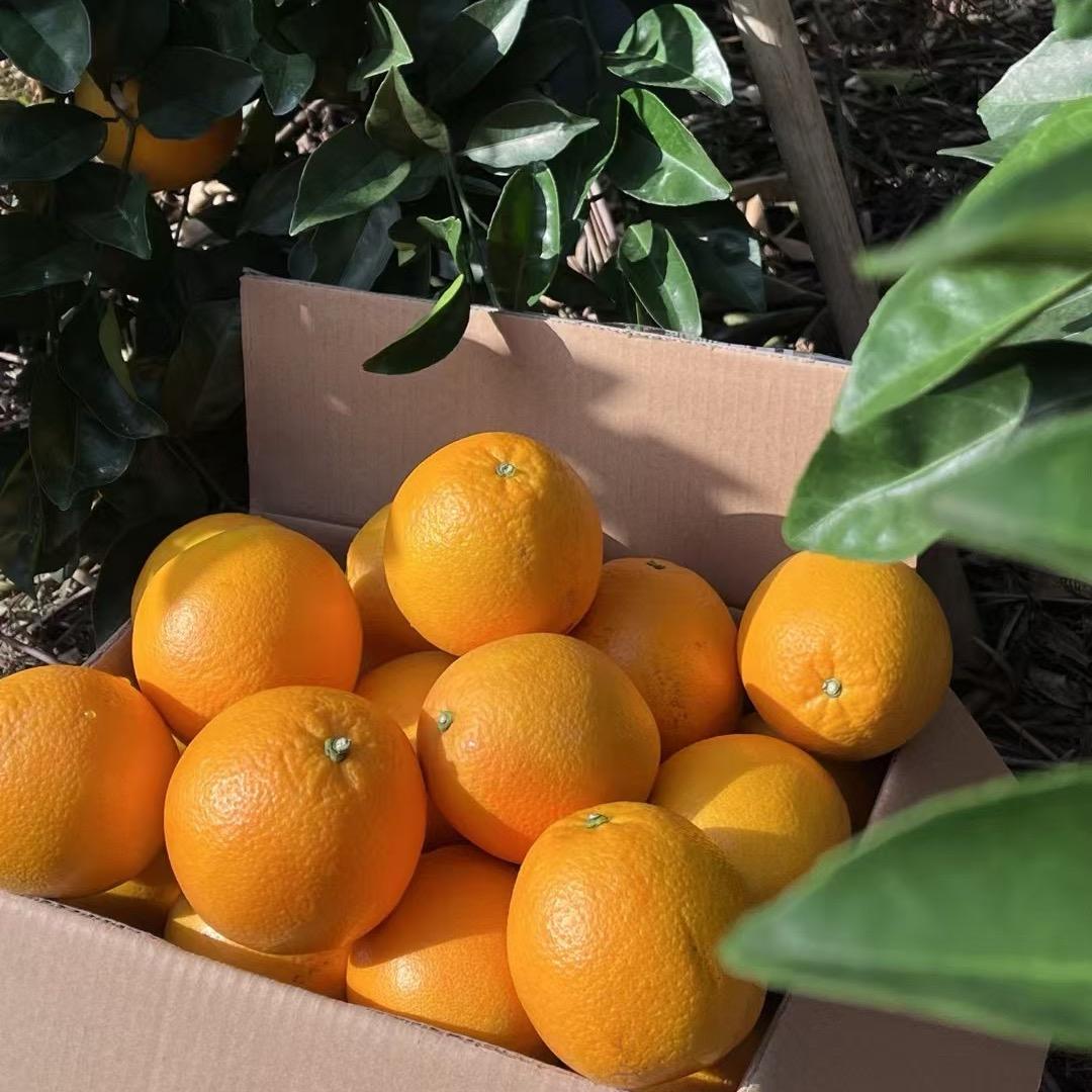 正宗赣南脐橙(品质版)