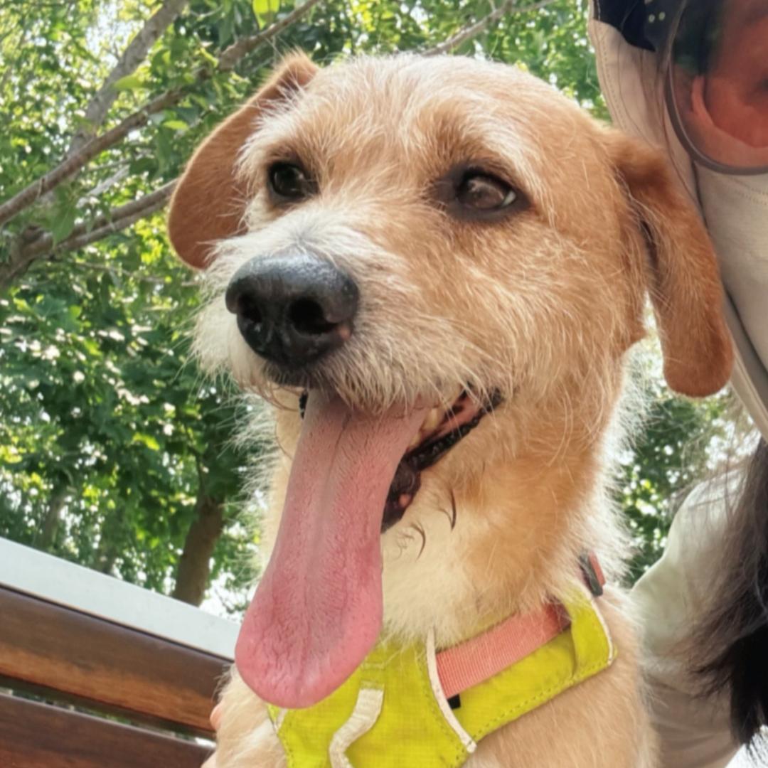 🐶奔跑的旺旺🐰