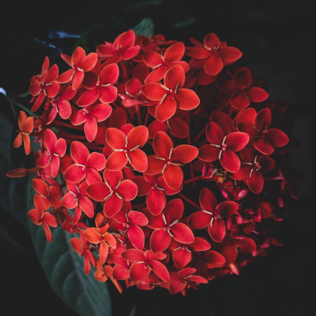 用心家居绿植基地