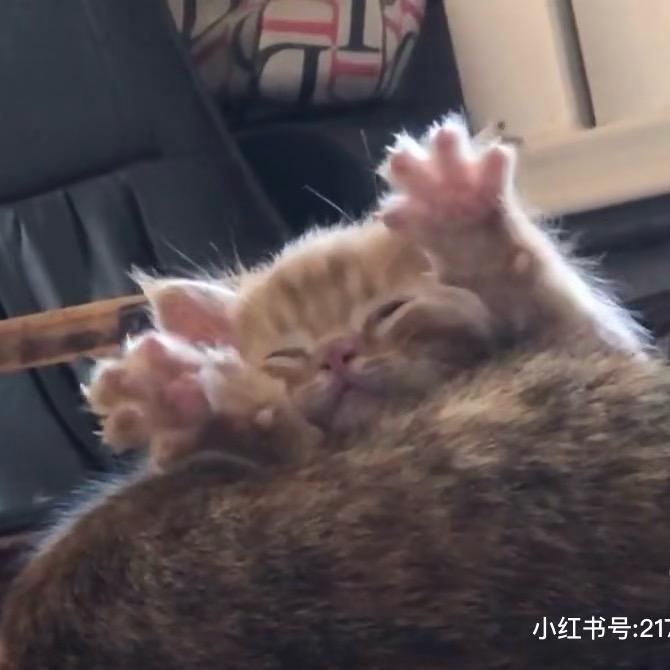 喵喵又咪咪yu