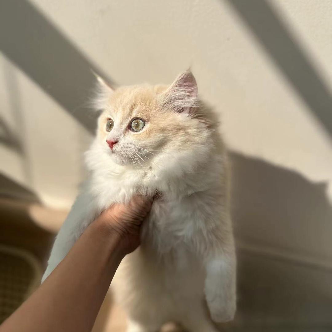 析木