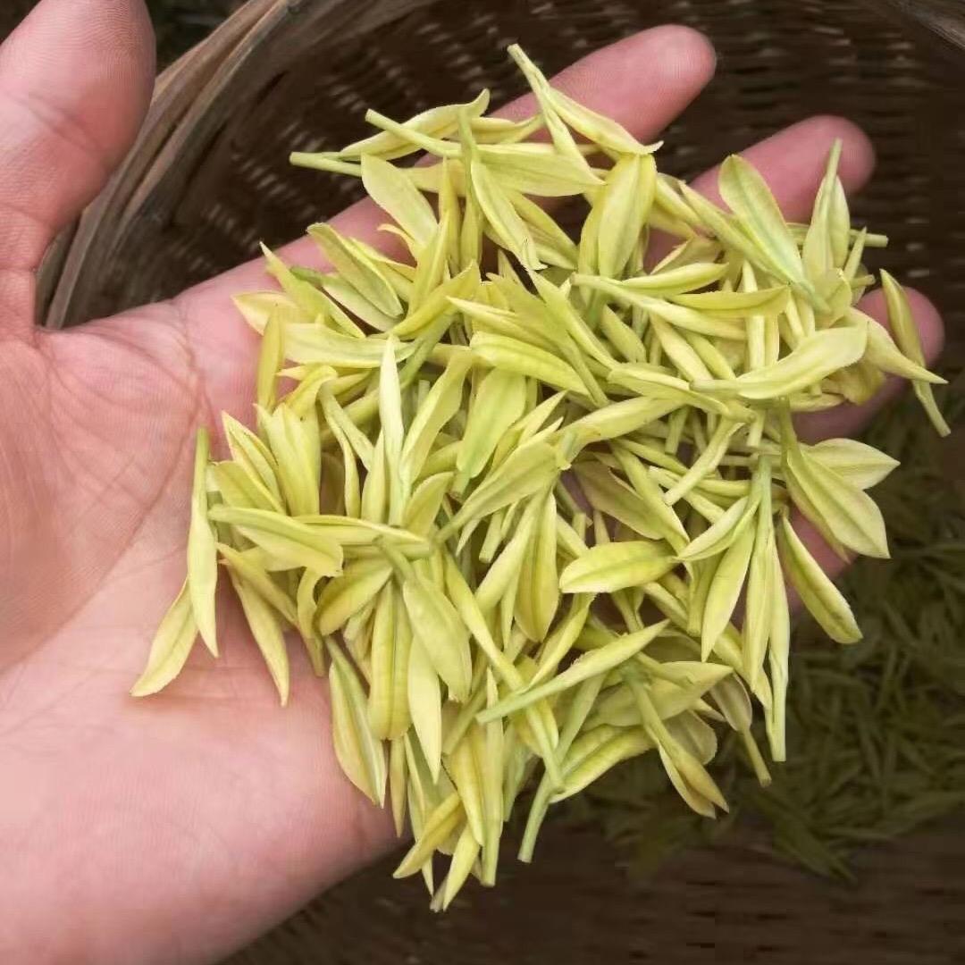 梓豪白茶！（核心产区！茶叶批发）