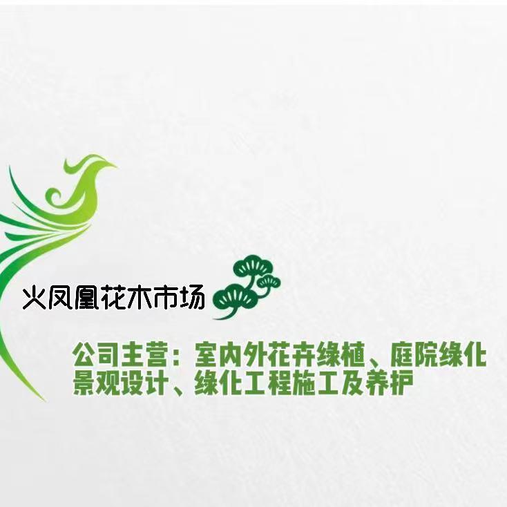 泰兴绿植课代表《火凤凰花木市场》