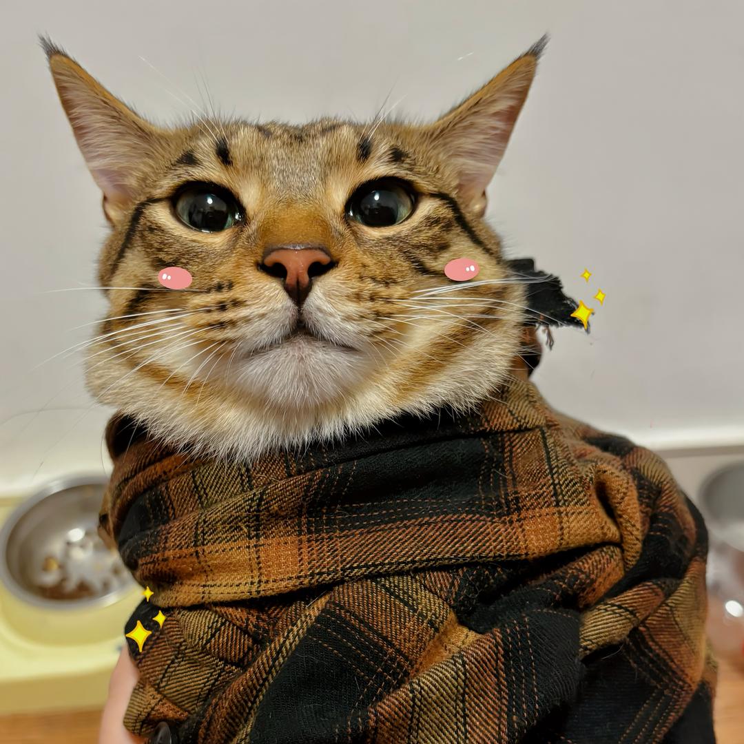 普通猫