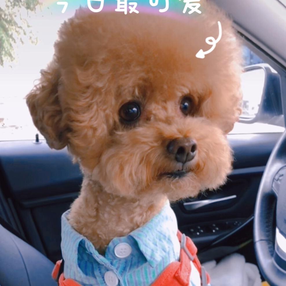 球球宝贝