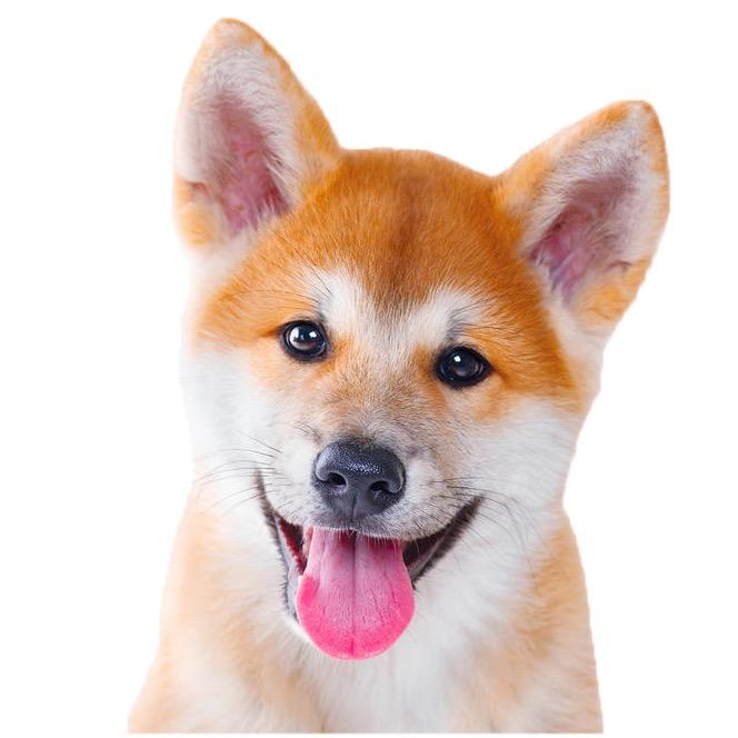 合肥伴宠优行宠物有限公司