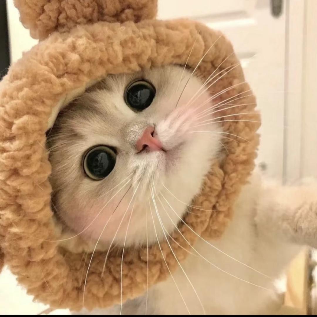 Meitdykxo