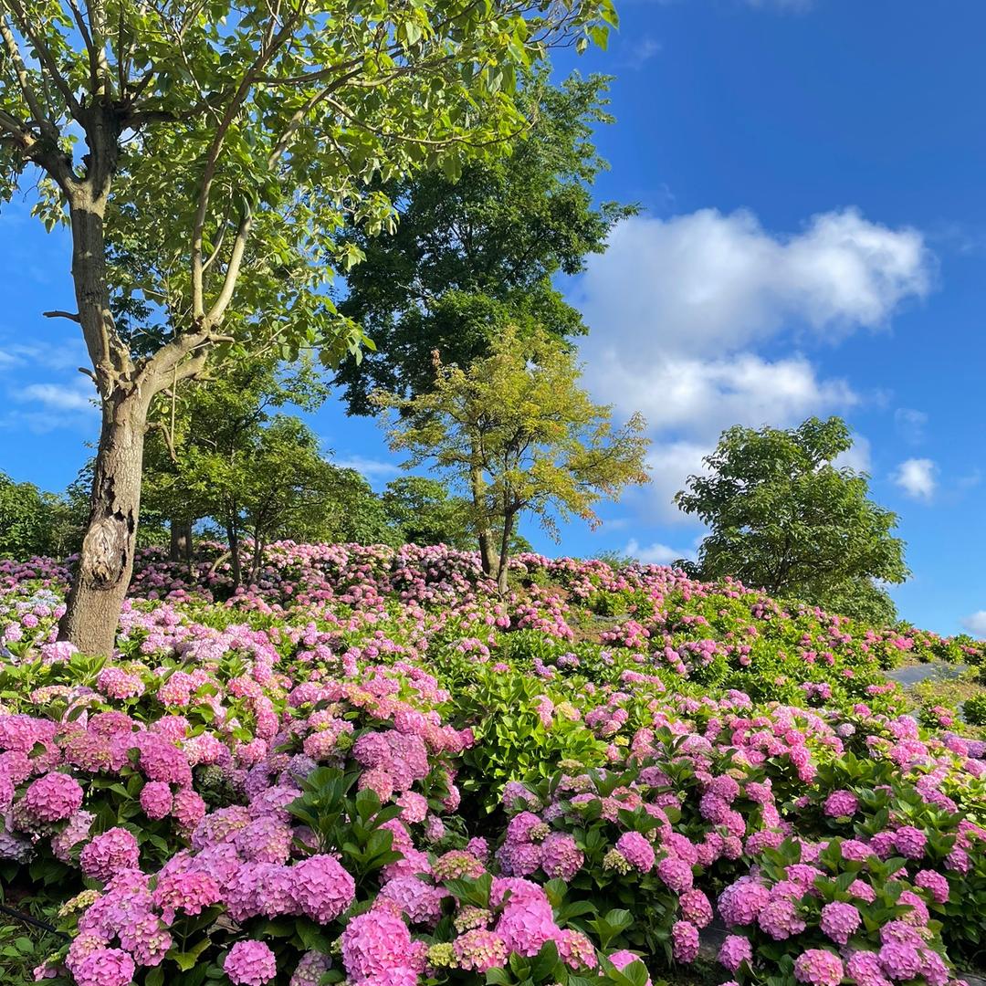 紫阳花园