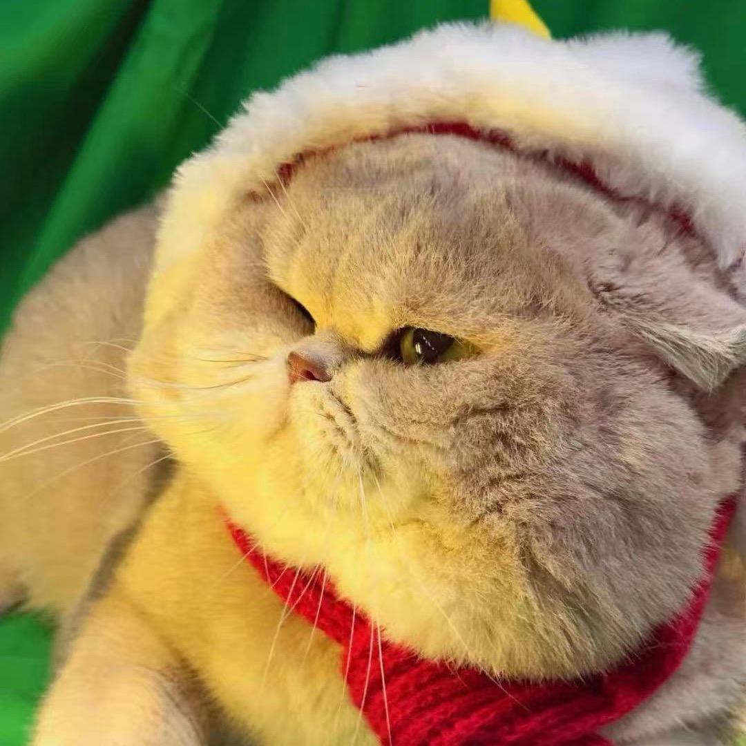 这只猫叫麦百万（异瞳德文）