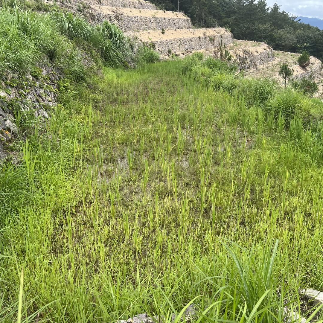 雅尊盆景绿植