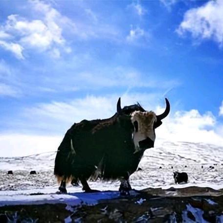 祁连山野牛沟草标牦牛肉