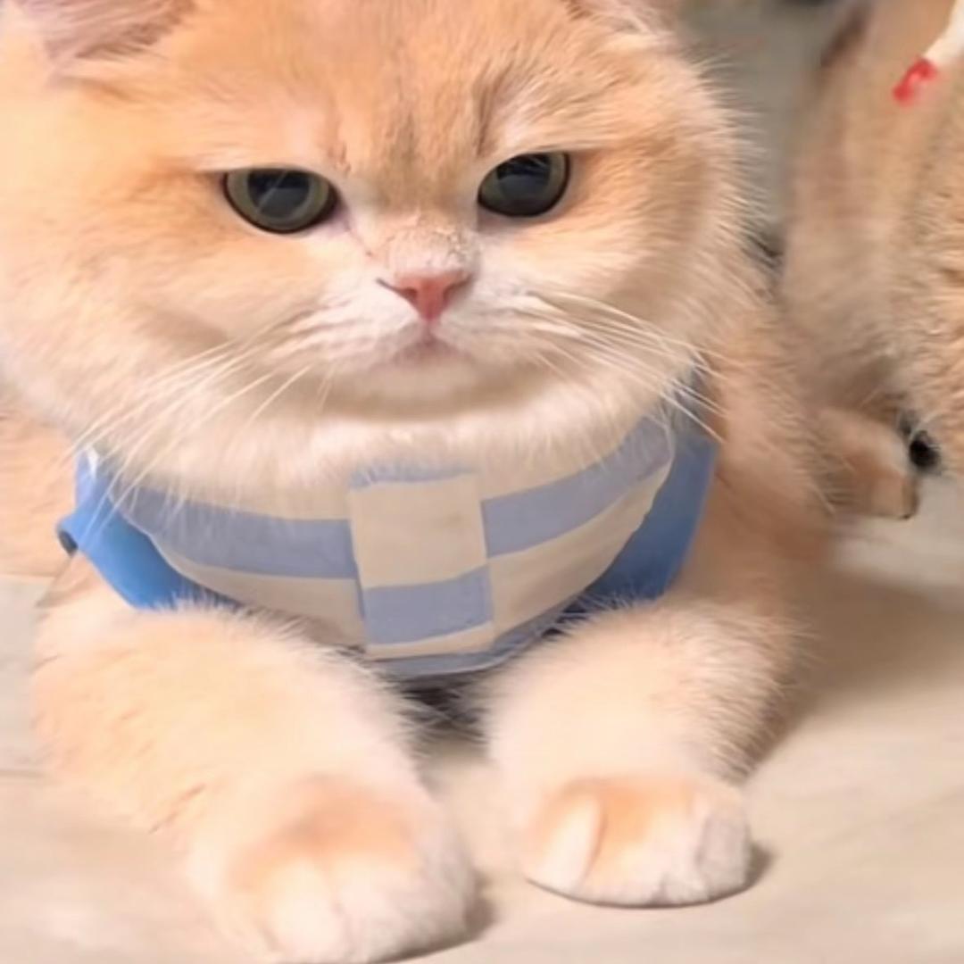 小不点