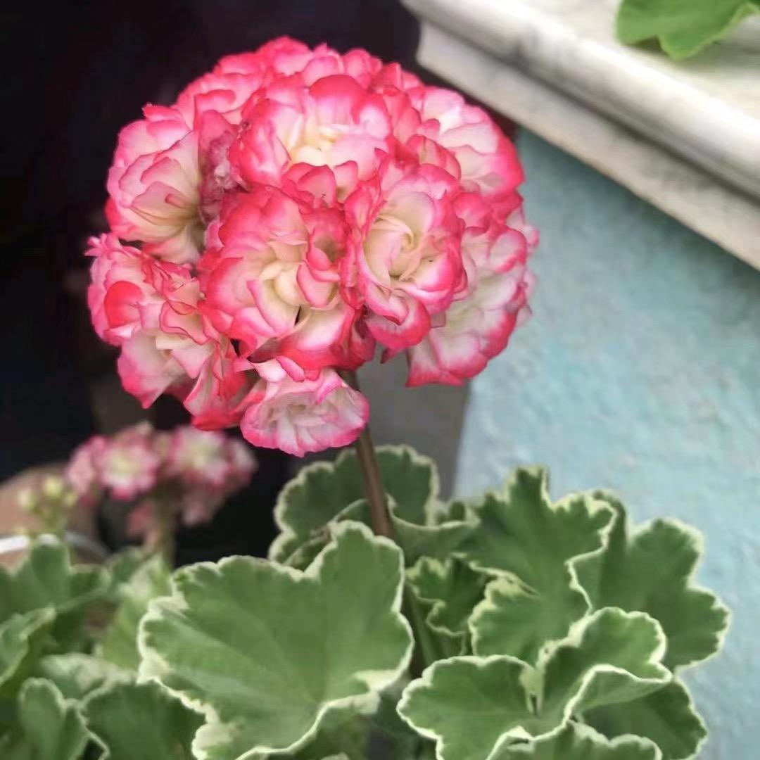青州市汇锦花卉销售中心