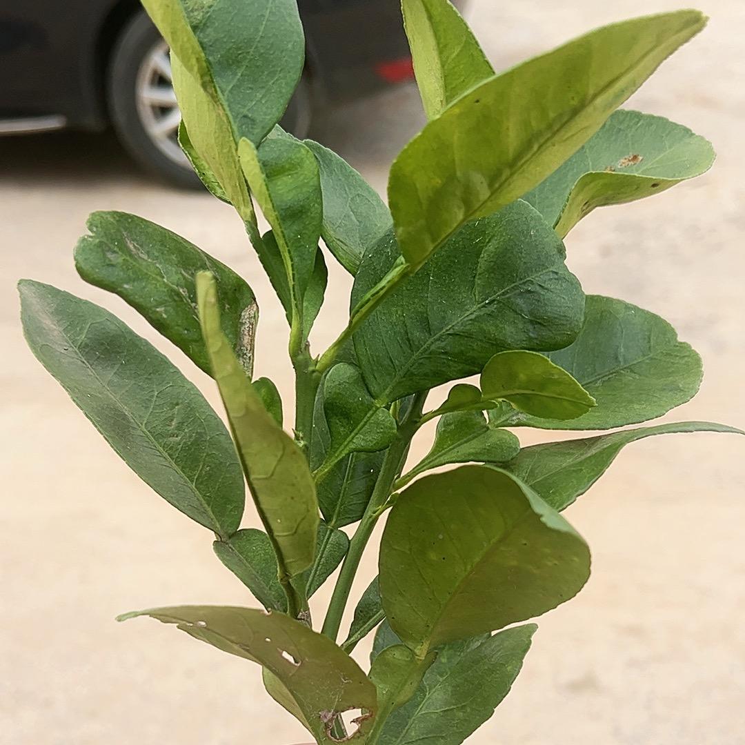 🍧小兰姐（华玲种业）🫧